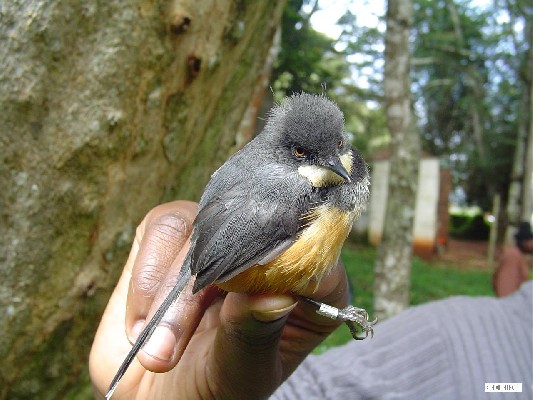 Black-collared Apalis.