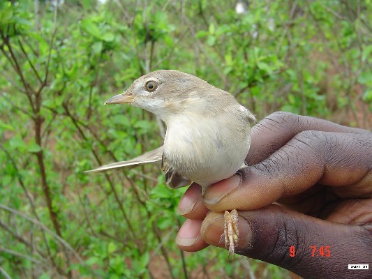Common Whitethroat.