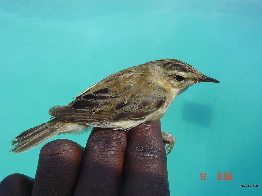 Sedge Warbler.