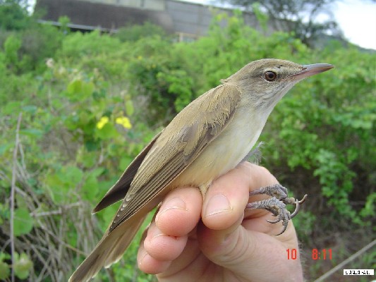 Great Reed Warbler.