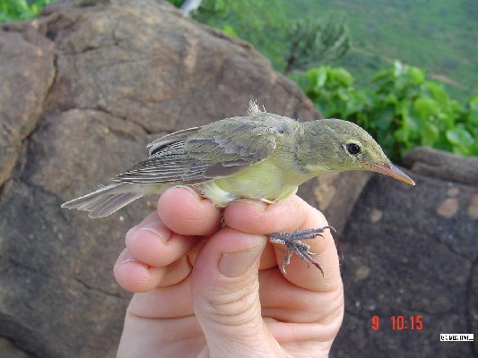 Icterine Warbler.