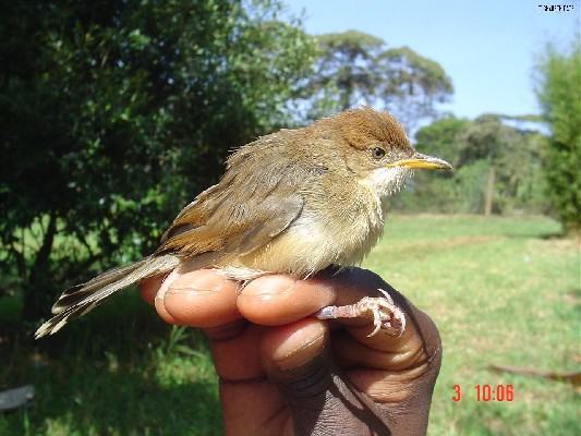 Red-faced Cisticola.