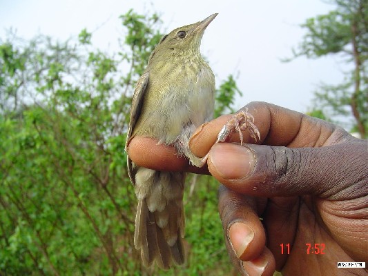 Eurasian River Warbler.