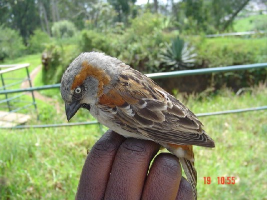 Kenya Rufous Sparrow