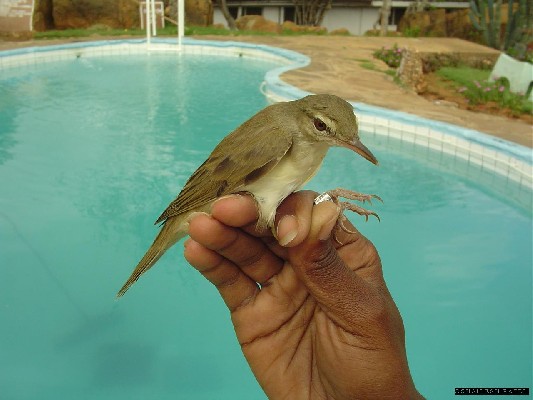 Basra Reed Warbler