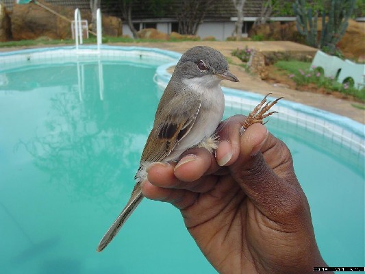 Common Whitethroat