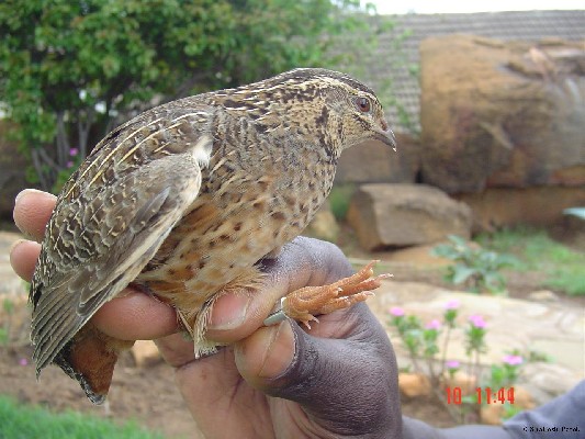 Harlequin Quail
