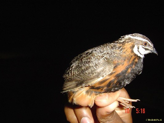 Harlequin Quail