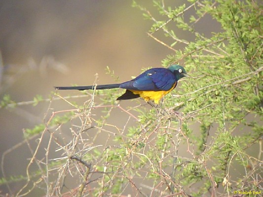 Golden-breasted Starling.