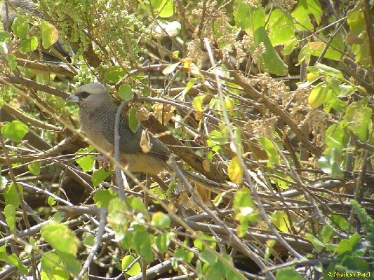 White-headed Mousebird.