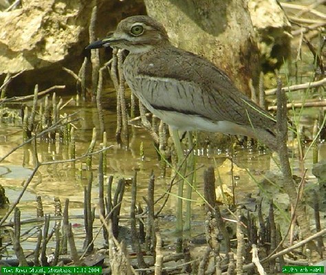 Water Thick-knee.