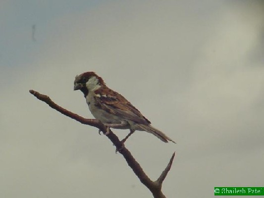 House Sparrow.