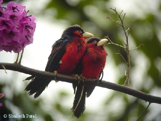 Double-toothed Barbets.
