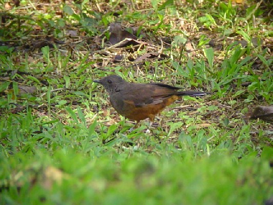 White-tailed Ant Thrush.
