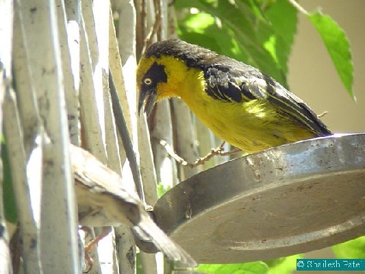 Baglafecht Weaver.