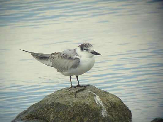 Gull-billed Tern.