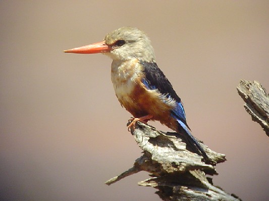 Grey-headed Kingfisher.