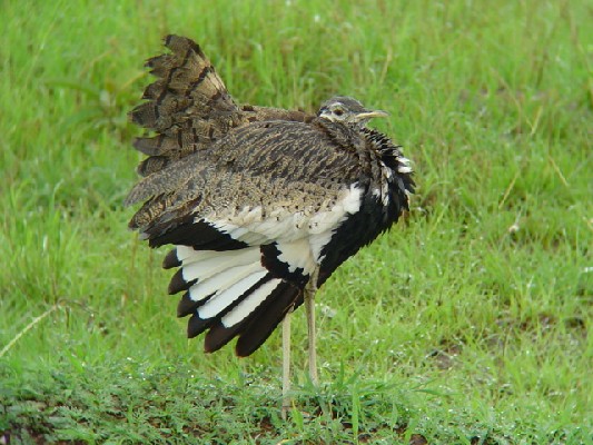 Black-bellied Bustard.
