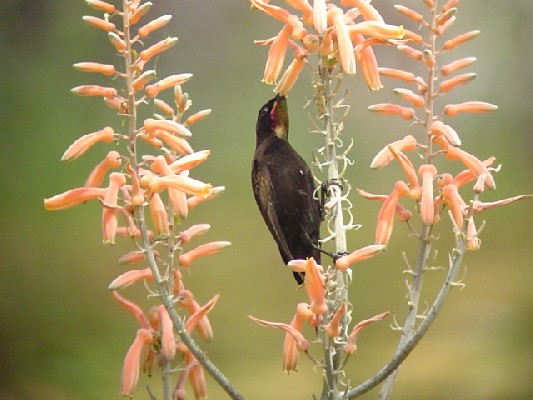 Amethyst Sunbird.