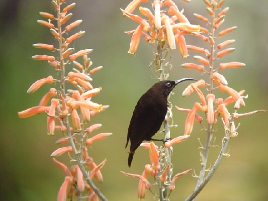 Amethyst Sunbird.