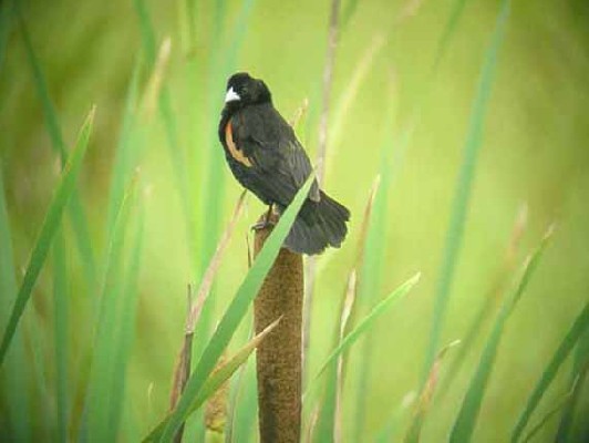 Fan-tailed Widowbird.