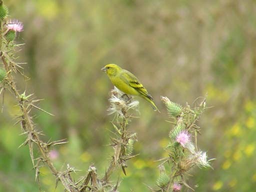 Yellow-crowned Canary