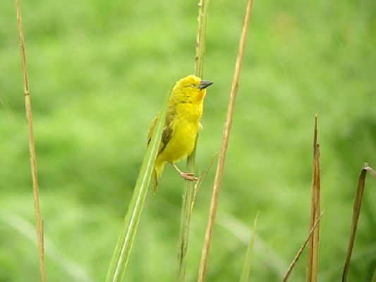 Holub's Golden Weaver.