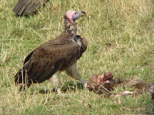Lappet-faced Vulture.