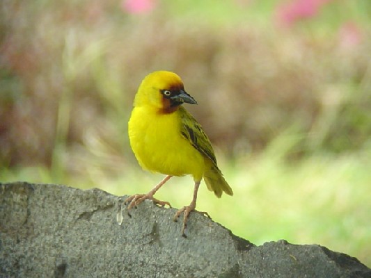 Northern Brown-throated Weaver.