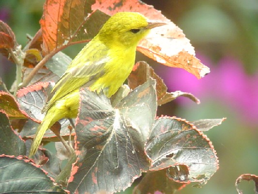 Slender-billed Weaver