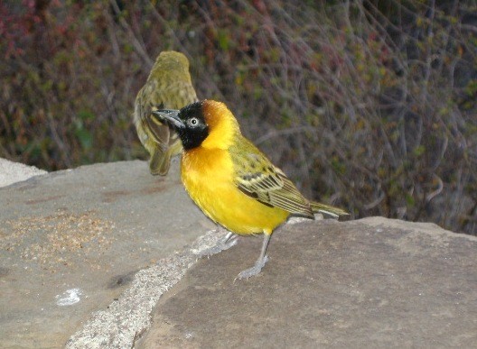 Lesser Masked Weaver.
