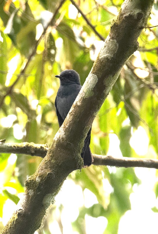 Nimba Flycatcher
