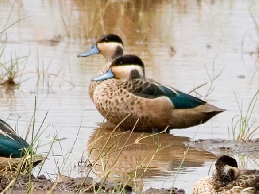 Blue-billed Teal