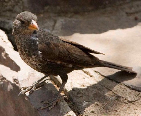 Red-billed Buffalo-Weaver