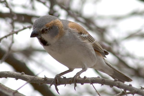 Kenya Rufous Sparrow