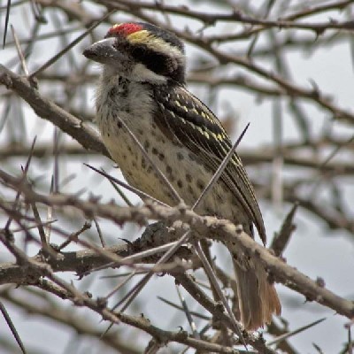 Red-fronted Barbet