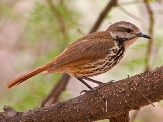 Spotted Palm-Thrush