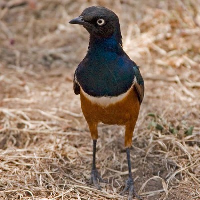 Superb Starling