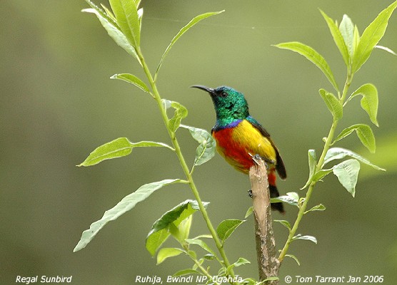 Regal Sunbird