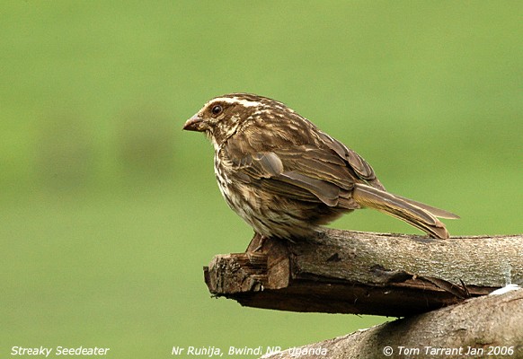 Streaky Seedeater