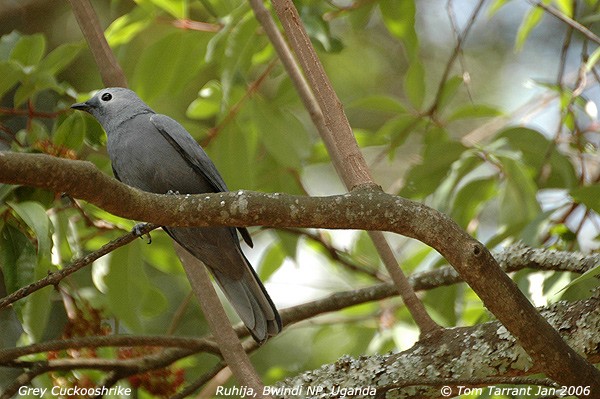 Grey Cuckoo-Shrike