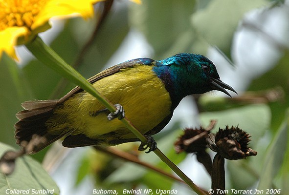 Collared Sunbird sunbathing