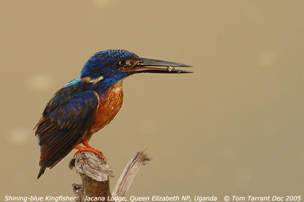 Shining-blue Kingfisher