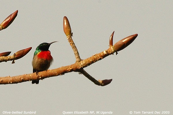 Olive-bellied Sunbird
