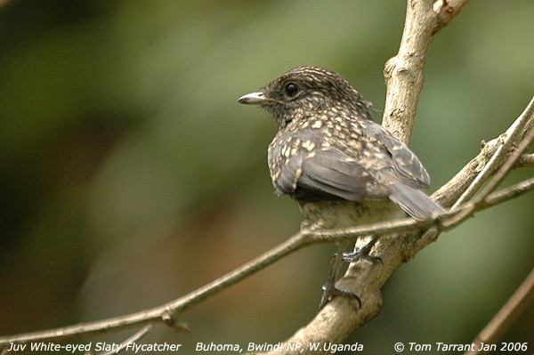 White-eyed Slaty-Flycatcher