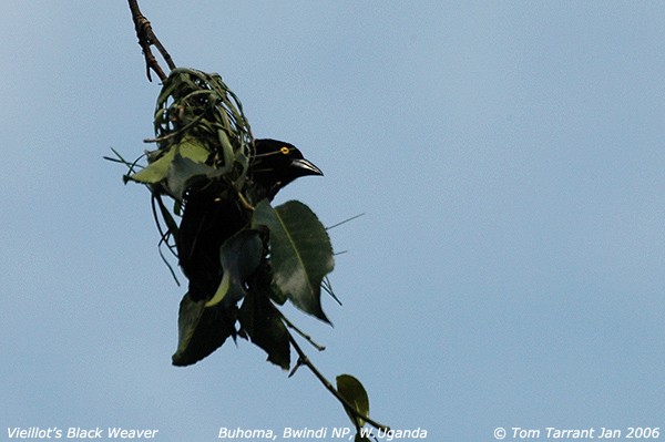 Vieillot's Black Weaver