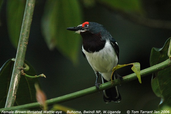 Brown-throated Wattle-eye