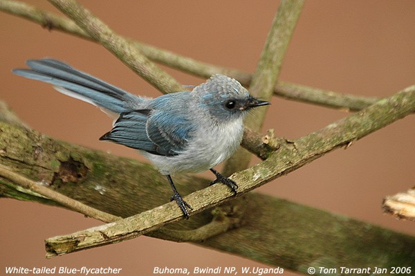 White-tailed Blue Flycatcher