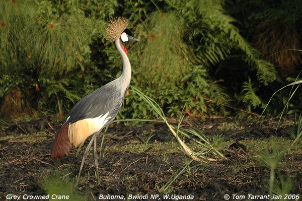 Grey Crowned Crane