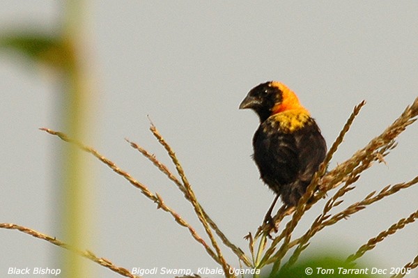 Black Bishop